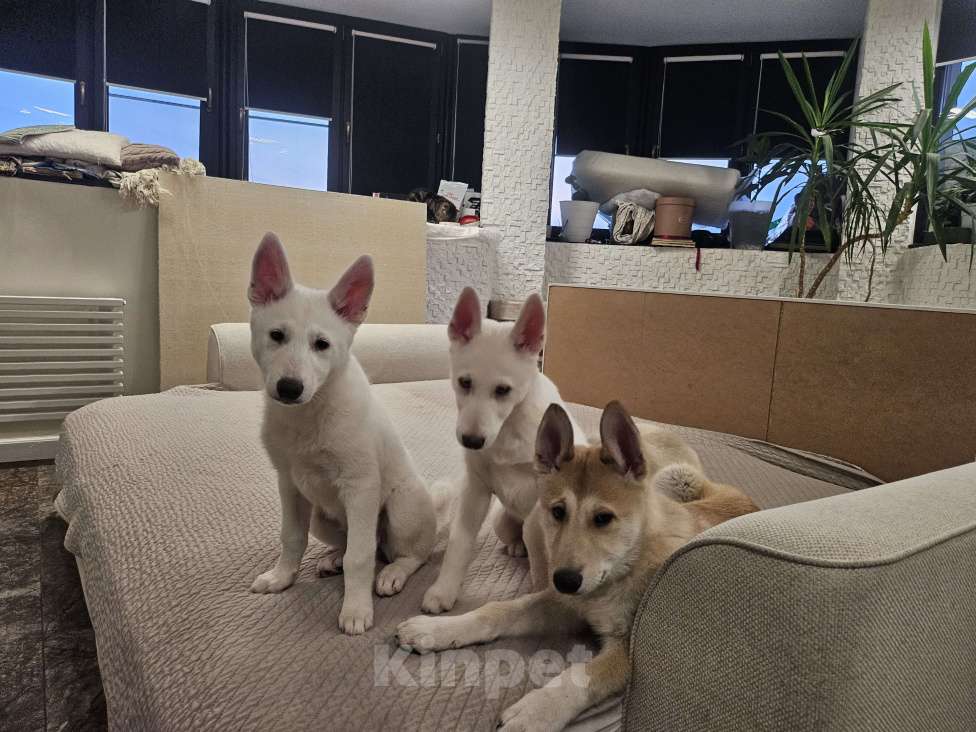 Собаки в Люберцах: Стоимость договорная Мальчик, 20 000 руб. - фото 2