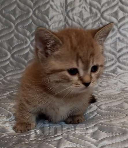 Кошки в других городах Воронежской области: Короткие лапки котенок Мальчик, 39 900 руб. - фото 1