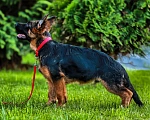 Собаки в Раменском: Красивый, брутальный щенок Мальчик, 70 000 руб. - фото 4