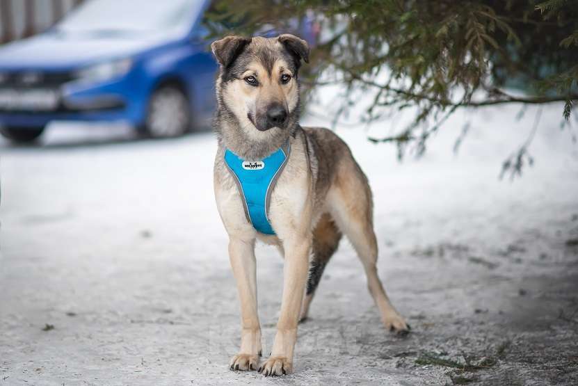 Собаки в Москве: Зевс Мальчик, Бесплатно - фото 5