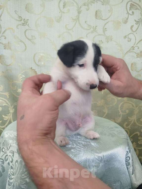 Собаки в Новосибирске: Фокстерьер гладкошерстный Мальчик, 40 000 руб. - фото 3