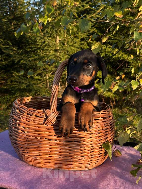 Собаки в Вологде: Купите счастье домой  Девочка, 40 000 руб. - фото 3