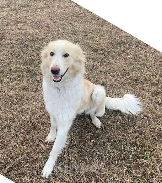 Собаки в Москве: Белая пушистая красавица — собака Альма в добрые руки Девочка, 1 руб. - фото 3