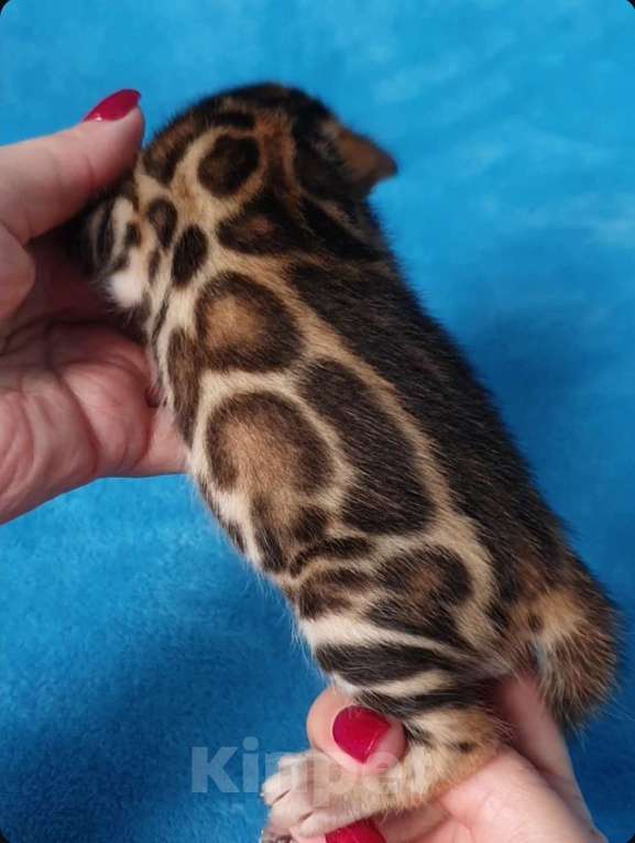 Кошки в Москве: Бенгальский мальчик Мальчик, 80 000 руб. - фото 1