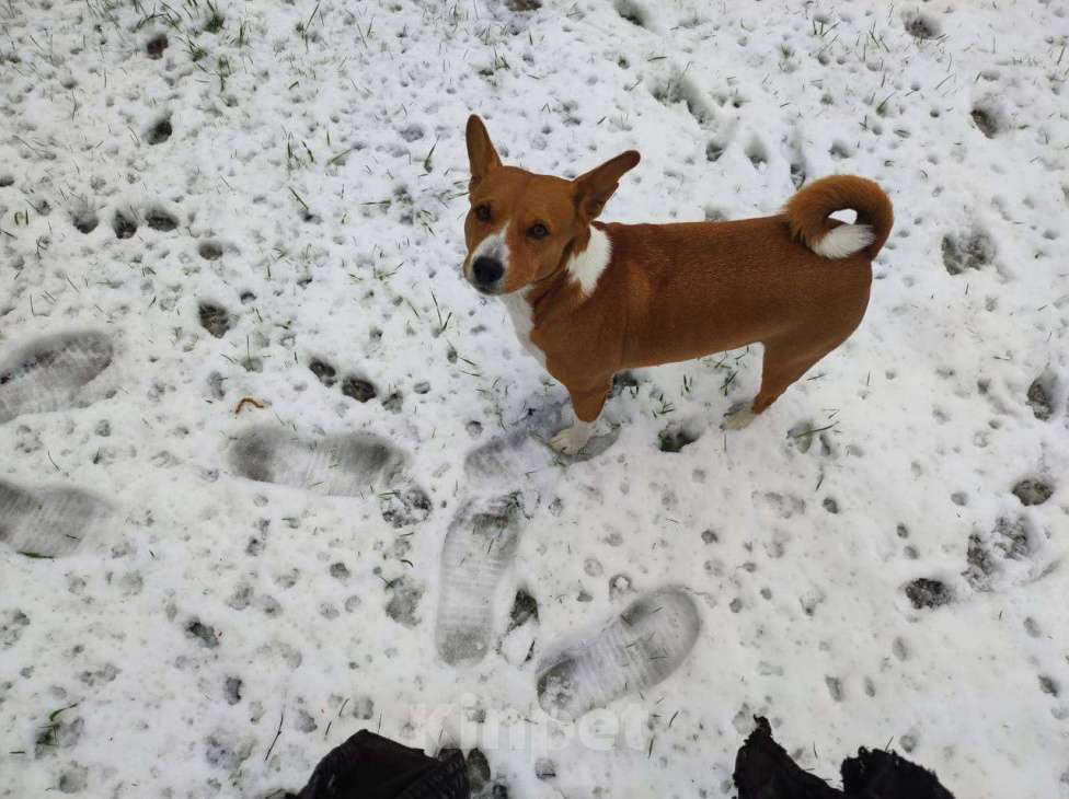 Собаки в других городах Тверской области: Дастин Мальчик, 5 000 руб. - фото 4