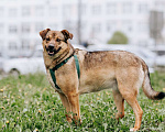 Собаки в Москве: бесплатно в добрые руки Кира Девочка, Бесплатно - фото 3