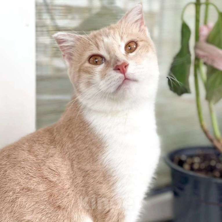 Кошки в Москве: Вислоухий котик Вермут Мальчик, Бесплатно - фото 5