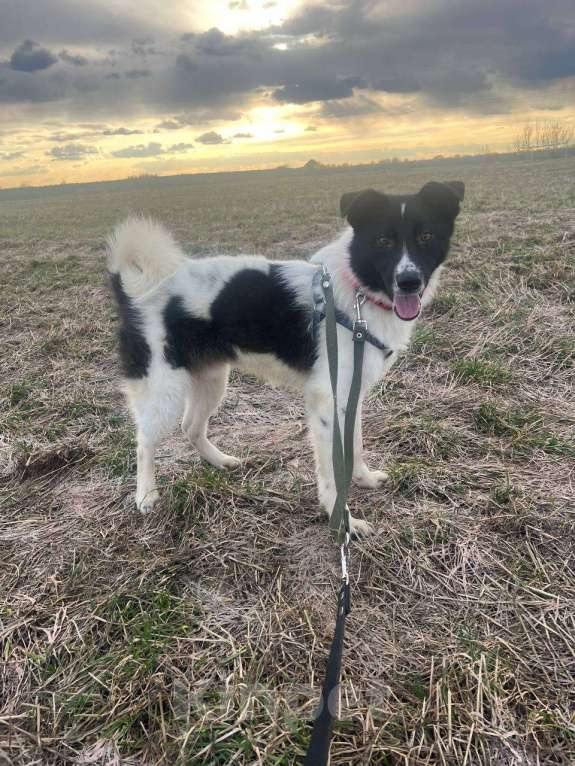 Собаки в других городах Московской области: Элвис  якутенок в добрые руки Мальчик, Бесплатно - фото 5