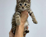 Кошки в Мытищах: Котенок Муся ищет дом Девочка, Бесплатно - фото 1