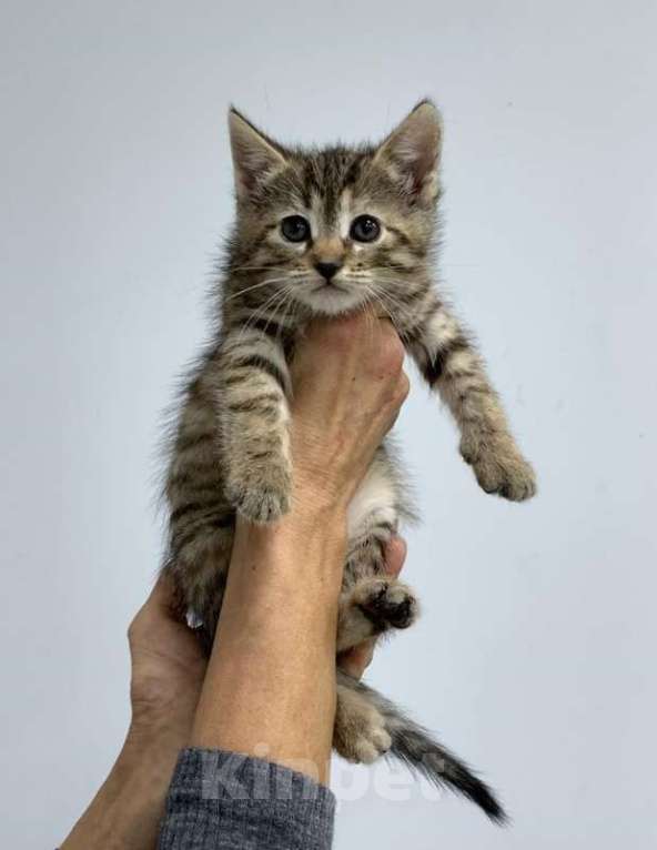 Кошки в Мытищах: Котенок Муся ищет дом Девочка, Бесплатно - фото 1