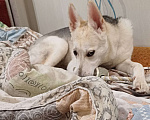 Собаки в Раменском: Вульфи ищет новый дом Мальчик, Бесплатно - фото 7
