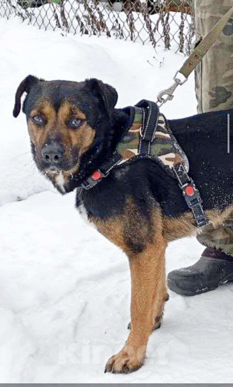 Собаки в Домодедово: Щенок Тим в добрые руки Мальчик, Бесплатно - фото 1