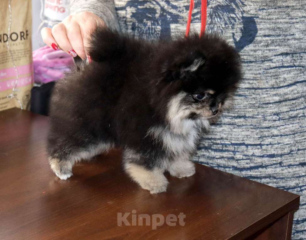 Собаки в Москве: кукольная ДЕВОЧКА из мраморной семейки Девочка, 75 000 руб. - фото 5