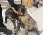 Собаки в Елабуге: Продам турецкого Кангала Мальчик, 40 000 руб. - фото 1