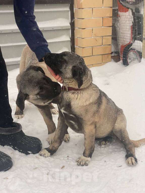 Собаки в Елабуге: Продам турецкого Кангала Мальчик, 40 000 руб. - фото 1