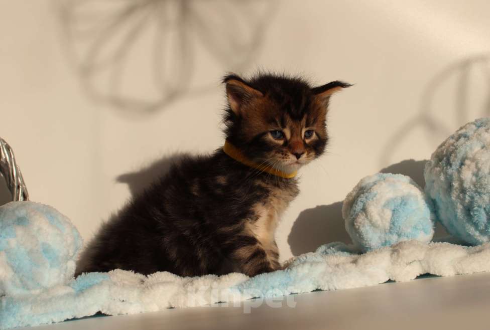 Кошки в Екатеринбурге: Котёнок мейн-кун Цефей Мальчик, 70 000 руб. - фото 5