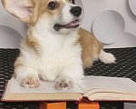 Собаки в Москве: Красотка вельш корги пемброк  Девочка, 40 000 руб. - фото 3