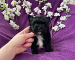 Собаки в Москве: Чёрный йорк мальчик бэби фейс Мальчик, 80 000 руб. - фото 8