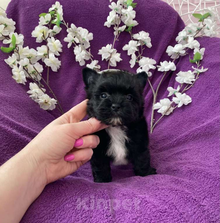 Собаки в Москве: Чёрный йорк мальчик бэби фейс Мальчик, 80 000 руб. - фото 8
