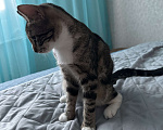 Кошки в Санкт-Петербурге: Котята в добрые руки Девочка, Бесплатно - фото 1