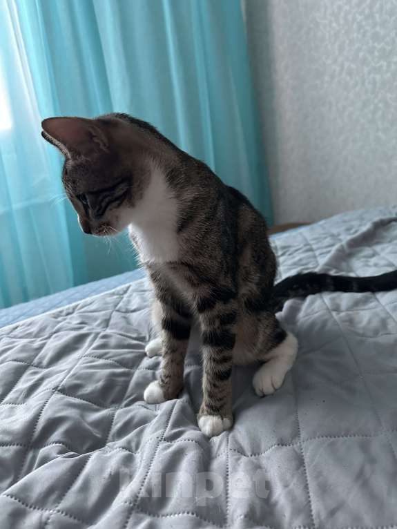 Кошки в Санкт-Петербурге: Котята в добрые руки Девочка, Бесплатно - фото 1