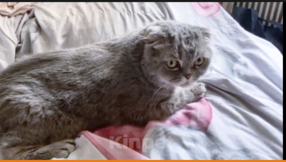 Кошки в Одинцово: Джессика Девочка, Бесплатно - фото 1