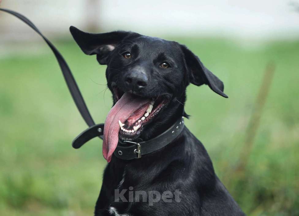 Собаки в Москве: Дерику нужен дом  Мальчик, Бесплатно - фото 2