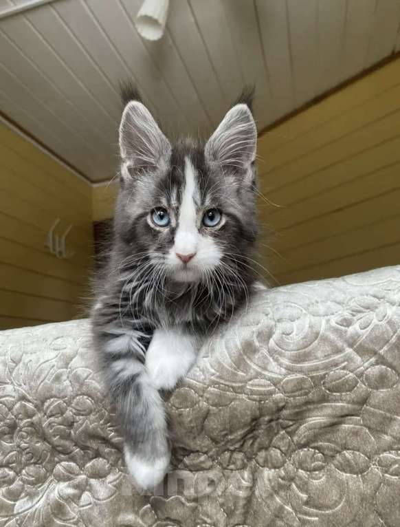 Кошки в других городах Московской области: Мейн-кун голубоглазый🔥🔥🔥 Мальчик, 180 000 руб. - фото 5