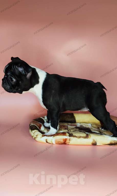 Собаки в Хотьково: Бостон терьер девочка Девочка, 65 000 руб. - фото 6