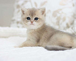 Кошки в Владивостоке: Британская девочка драгоценного окраса Девочка, 120 000 руб. - фото 2