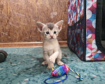 Кошки в Томске: Абиссинские котята  Мальчик, 40 000 руб. - фото 4