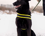 Собаки в Москве: Миниатюрный щенок в поисках дома Девочка, Бесплатно - фото 2