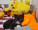Кошки в Фрязино: Котенок Бегемот ищет дом. Мальчик, Бесплатно - фото 6