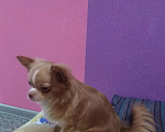 Собаки в Саратове: Чихуахуа кобель вязка Мальчик, 2 000 руб. - фото 1