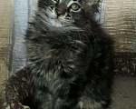 Кошки в Кашине: Котёнок полидакт, 1 руб. - фото 2