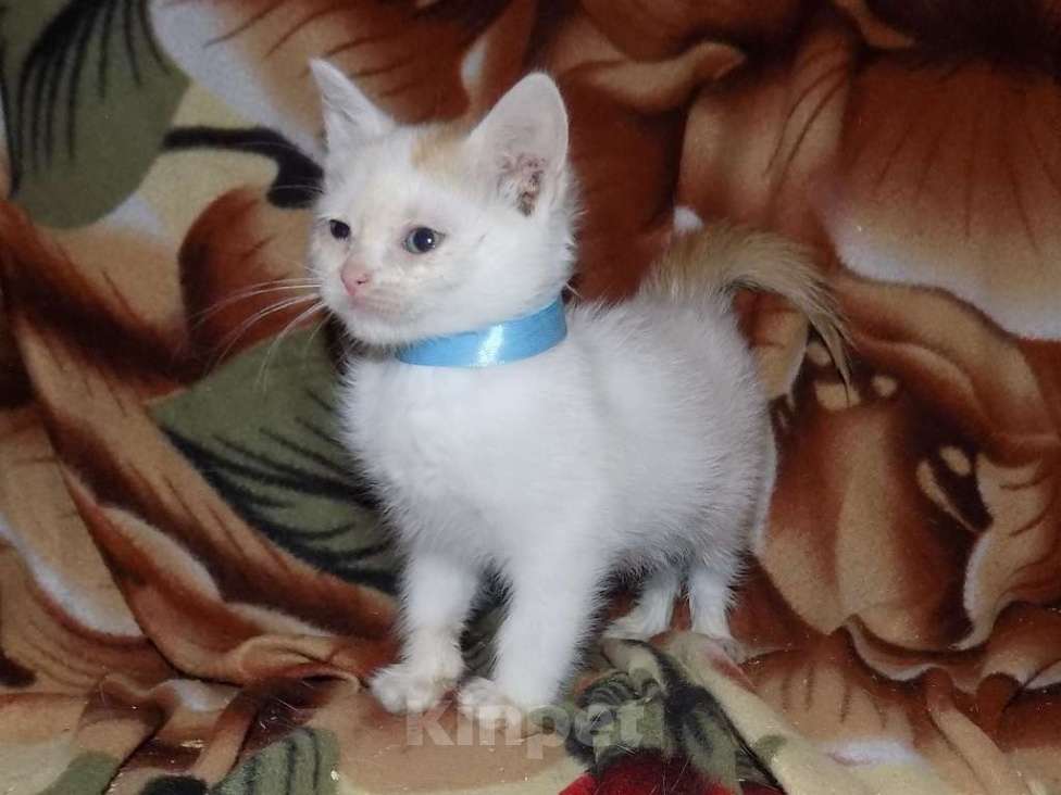 Кошки в Москве: Котята турецкий ван Девочка, 10 000 руб. - фото 5