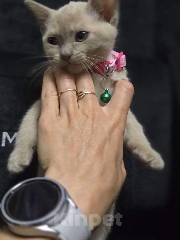 Кошки в Ореховом-Зуево: Кошка Европейская бурма лиловая Девочка, 40 000 руб. - фото 4