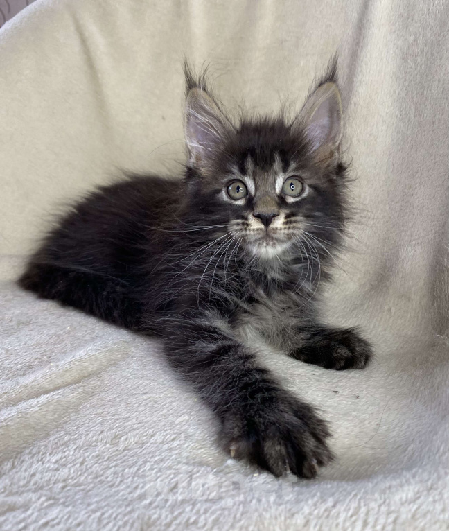 Кошки в Дмитрове: Черный мраморный мальчик мейн кун Мальчик, 30 000 руб. - фото 1