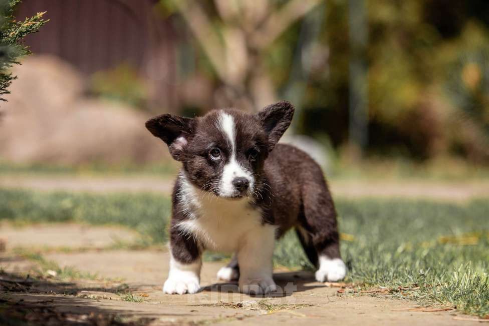 Собаки в Москве: Корги щенок Девочка, 30 000 руб. - фото 3