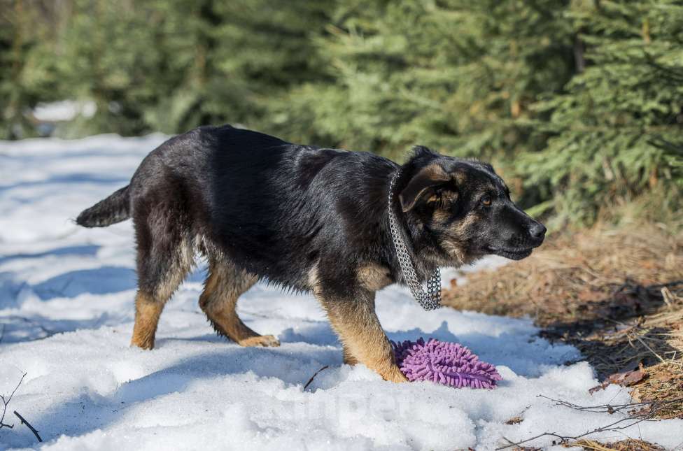 Собаки в других городах Московской области: Щенок немецкой овчарки рабочего разведения Девочка, 80 000 руб. - фото 8
