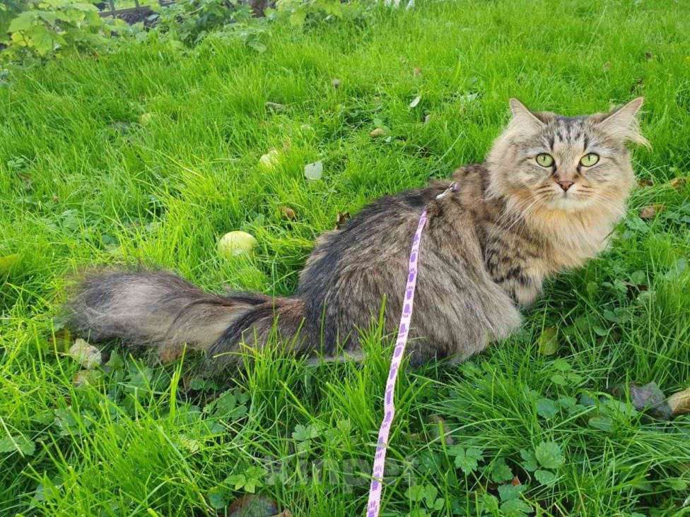 Кошки в Москве: SIB Сибирские котята Девочка, 45 000 руб. - фото 7