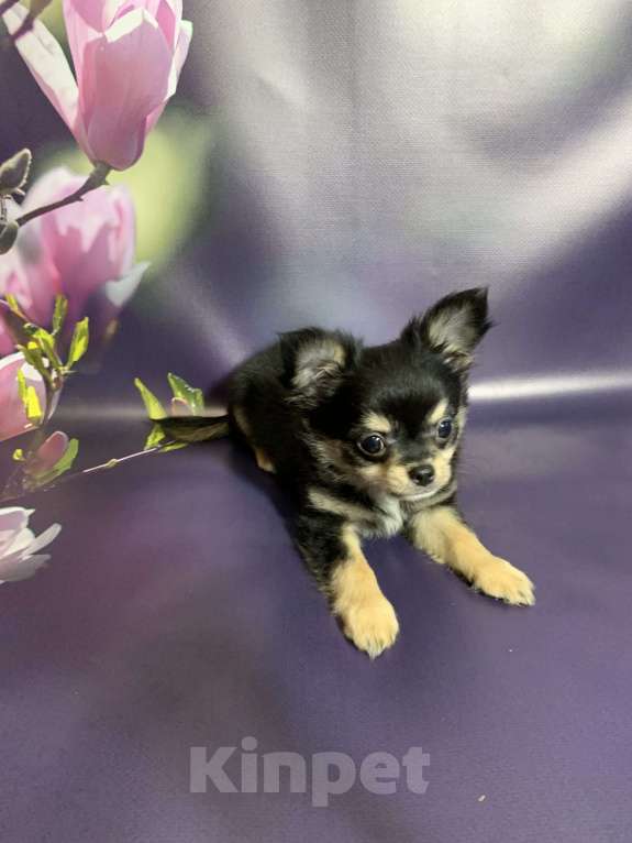 Собаки в Москве: Щенок чихуахуа, мальчик, длиношерстный.  Мальчик, 65 000 руб. - фото 3