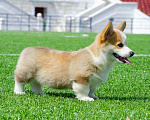 Собаки в Твери: Щенок Вельш-корги-пемброк Мальчик, 120 000 руб. - фото 2