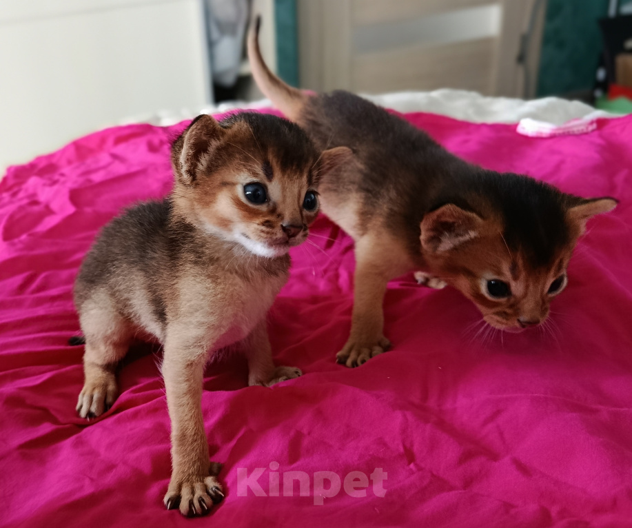 Кошки в Одинцово: Абиссинские котята бронирование Разнополые, 50 000 руб. - фото 4