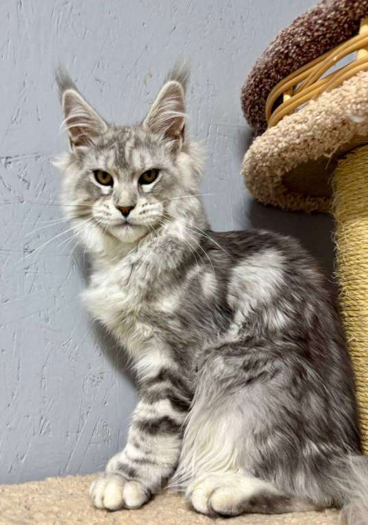 Кошки в Москве: Мальчик голубой серебряный мрамор (as22) Мальчик, 80 000 руб. - фото 3