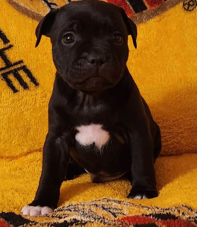 Собаки в Туле: Стаффорлширский бультерьер  Девочка, 50 000 руб. - фото 2