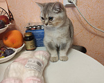 Кошки в Белгороде: Продаю котенка британской породы Мальчик, 10 000 руб. - фото 3