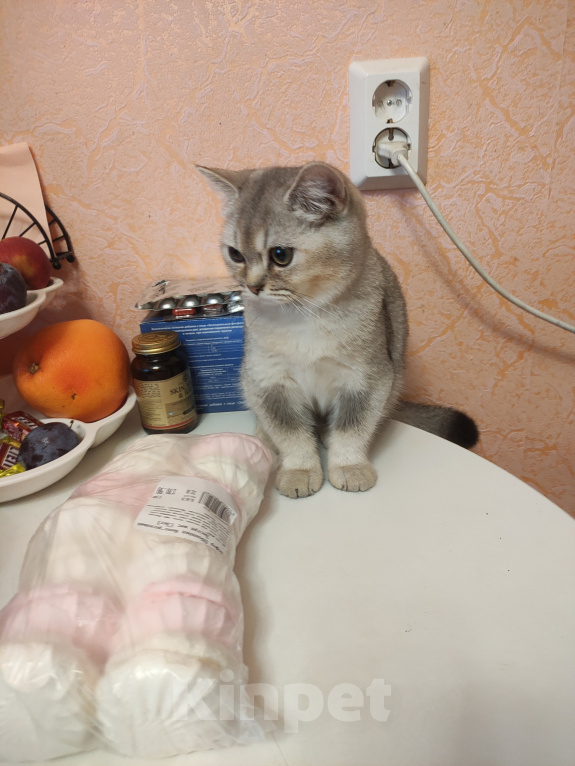 Кошки в Белгороде: Продаю котенка британской породы Мальчик, 10 000 руб. - фото 3
