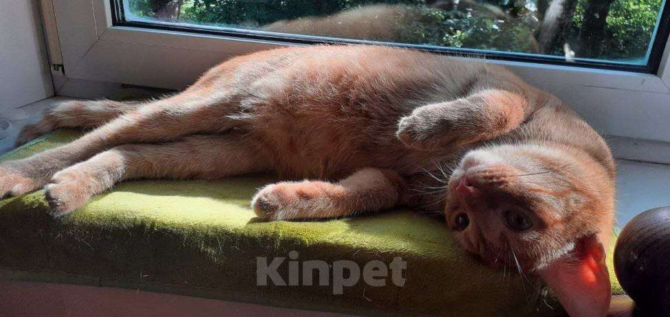 Кошки в Москве: кот Руди ищет дом Мальчик, Бесплатно - фото 5