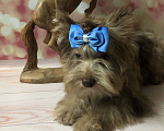Собаки в Воронеже:   Шоколадик-бриллиантик Baron Bayron  Мальчик, 30 000 руб. - фото 1
